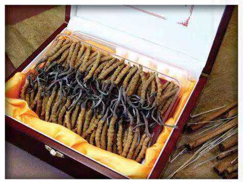 黑龙江冬虫夏草回收